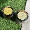 IMG-2968 100% Natural Lip Balm + Coco Honey Lip Scrub | Organic & Homemade with love - 10 gm each